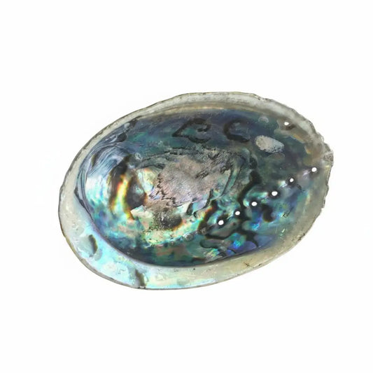 Abalone Shells - Natural Polished smudge
