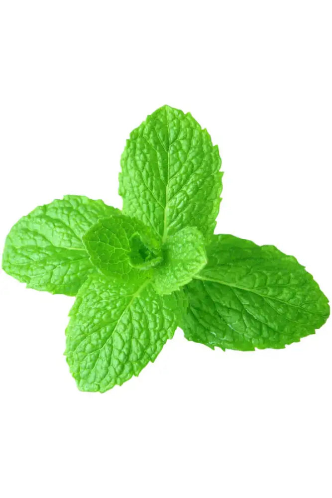 Doterra Spearmint Essential Oil Essential Oils
