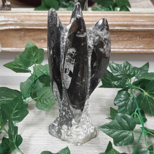 Temperoceras / Orthoceras Fossils 001