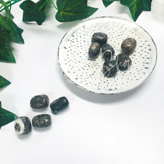 Sea Lily Fossil Tumbles Crystals ~ Boosts Patience & Ancestral Healing