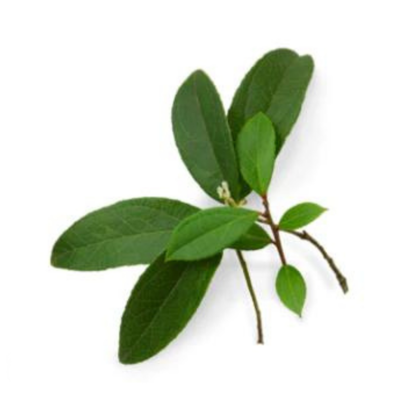 Doterra Wintergreen Essential Oil