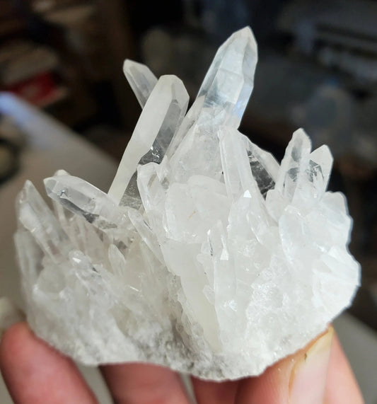 Lemurian Seed Clusters