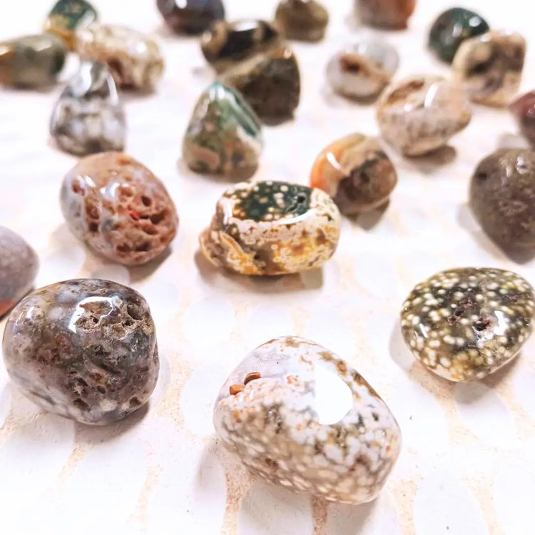 Coral Fossil Agate