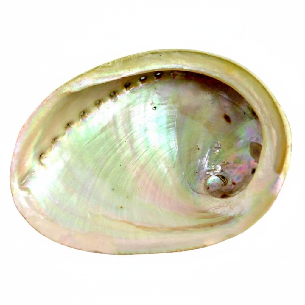 Abalone Shell Natural Large