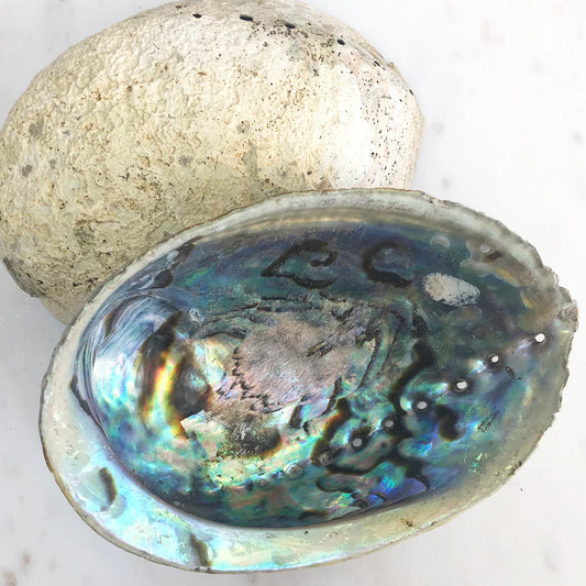Abalone Shells - Natural Polished
