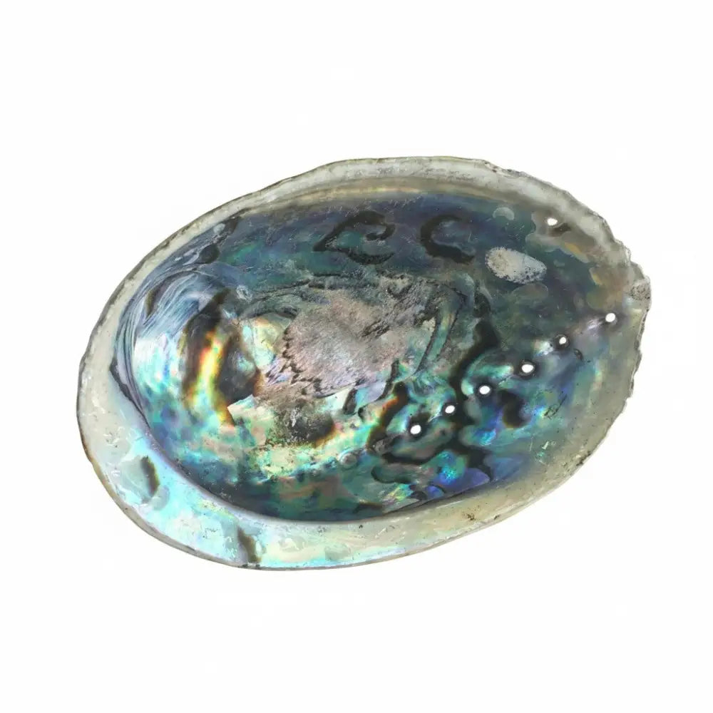 Abalone Shells - Natural Polished smudge