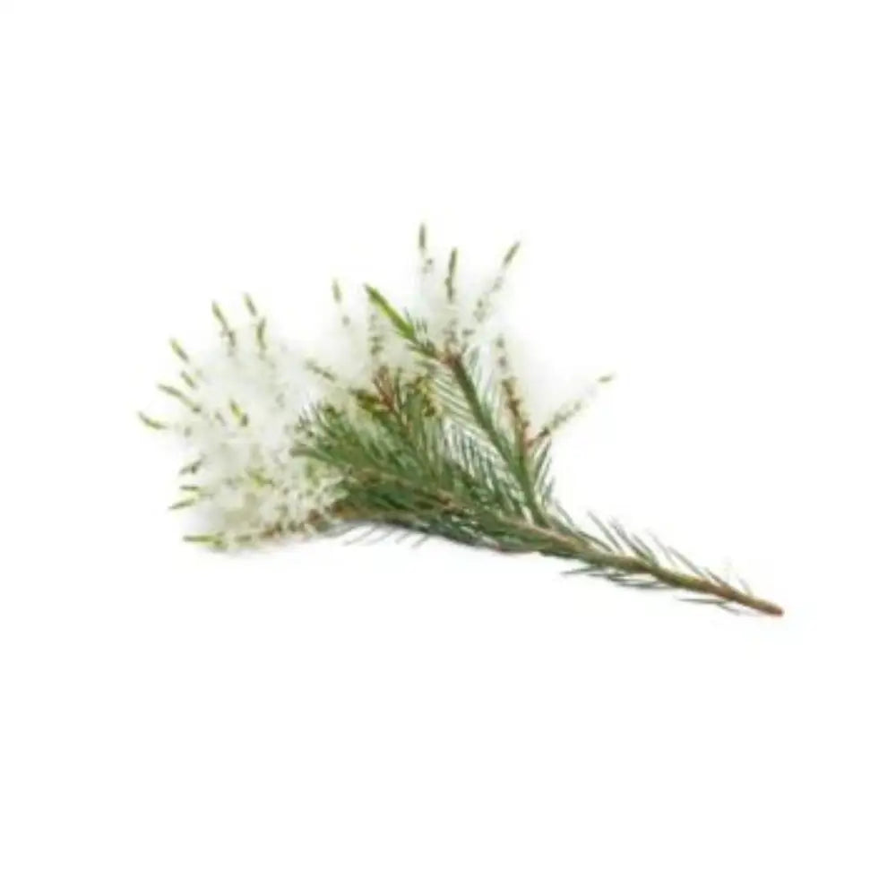 Doterra Tea Tree Touch Essential Oil Essential Oils