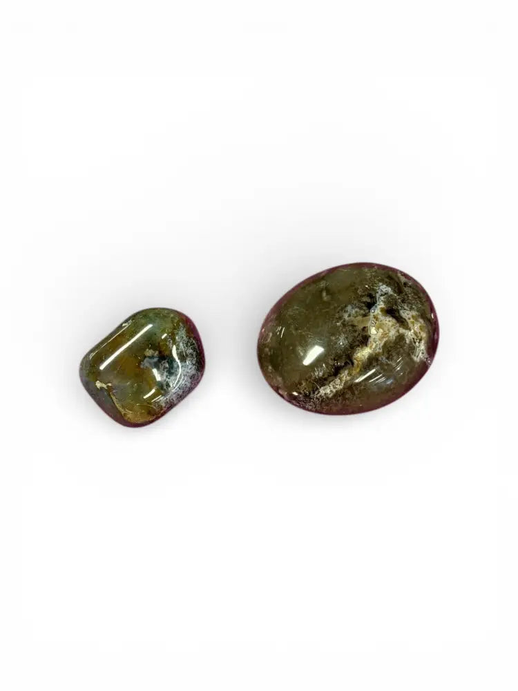 Petrified Wood Palm Stone - Small