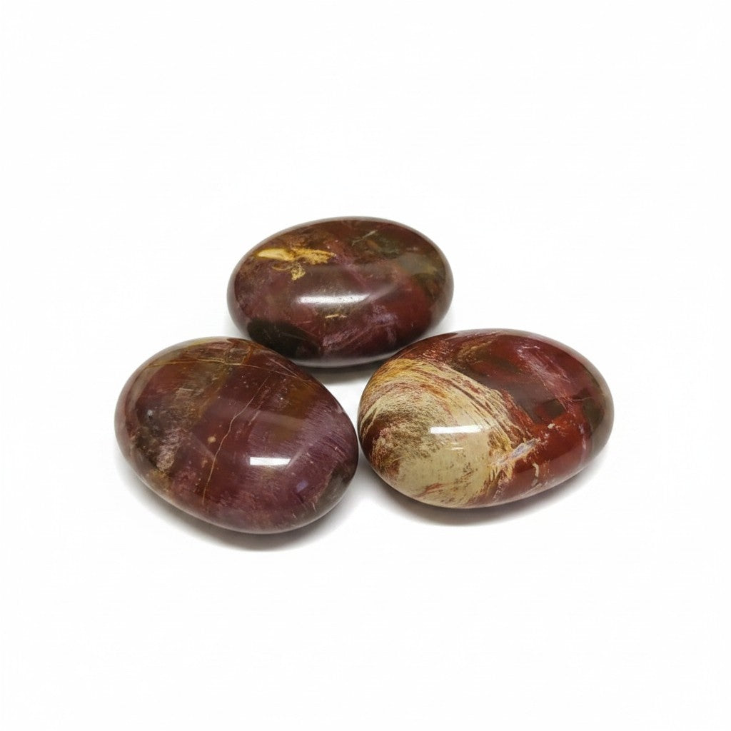 PETRIFIED WOOD  Palm Stones