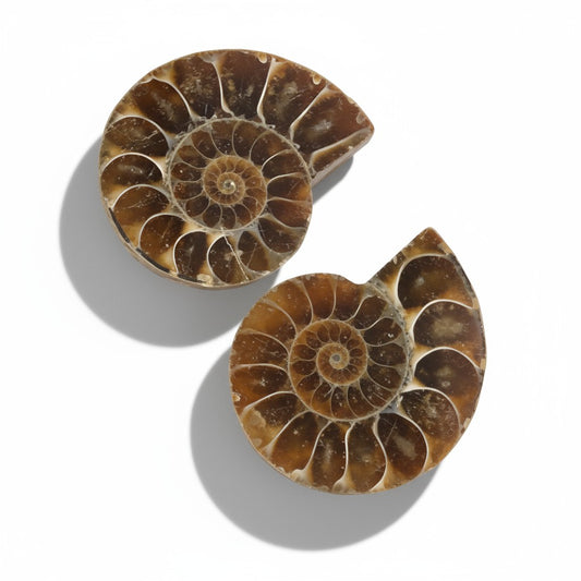 Ammonite Crystal Pairs