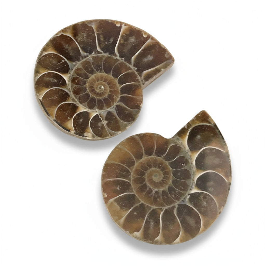 Ammonite Crystal Pairs