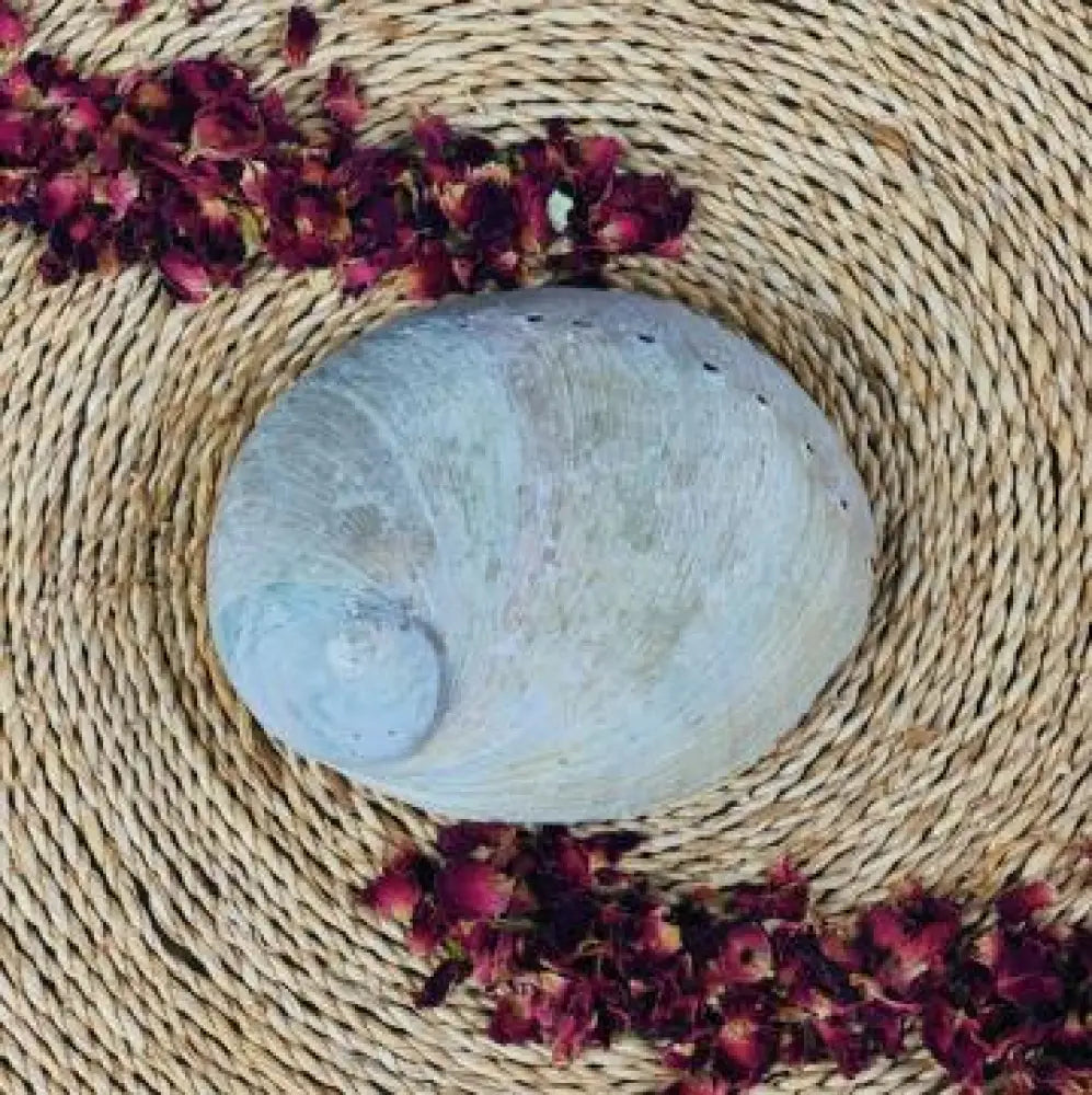 Raw Abalone Shell ~ Ethically Sourced smudge