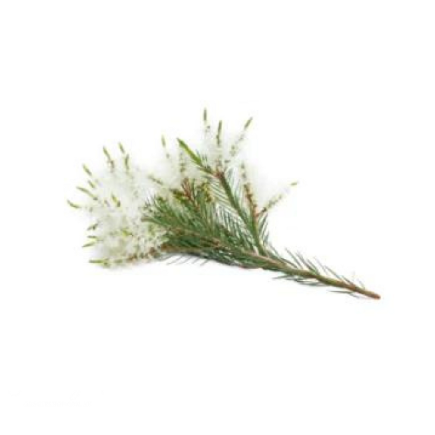 Doterra Tea Tree Essential Oil