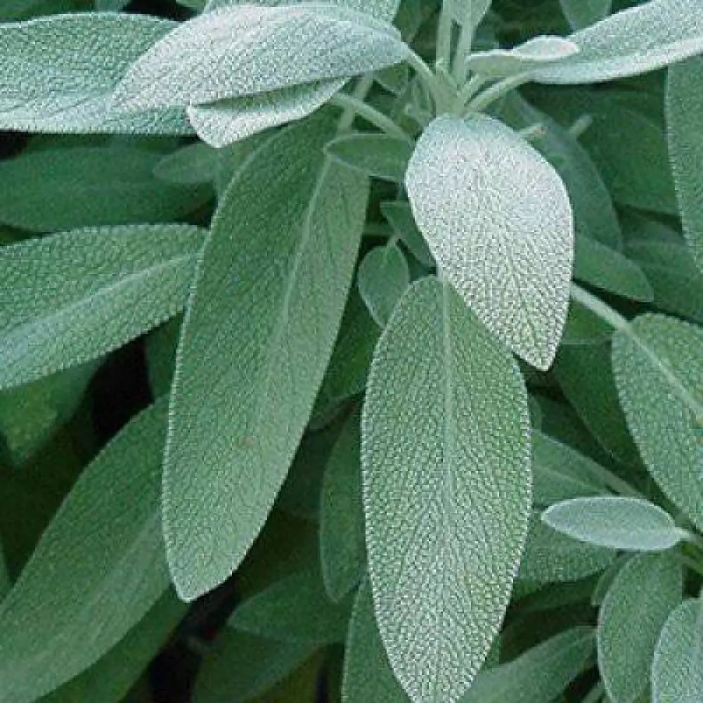 White Sage Hydrosol Spritz 100ml Bottle Sage oil